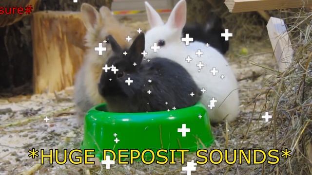 Donkey Time! смотреть онлайн