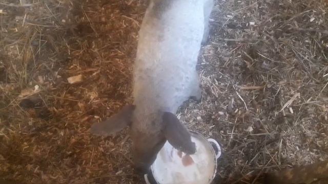 Купили хряка мангалицу. Порода поросят Венгерская мангалица. смотреть онлайн