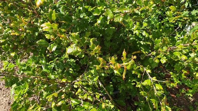 Хотите много ягод на крыжовнике? Сделайте это в августе после плодоношения. смотреть онлайн