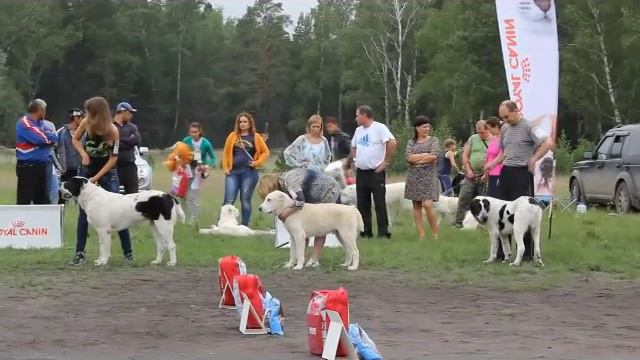 Кобели щенки МОНО САО Курган 23.08.2014 эксперт Овсянникова Юлия (Москва) смотреть онлайн