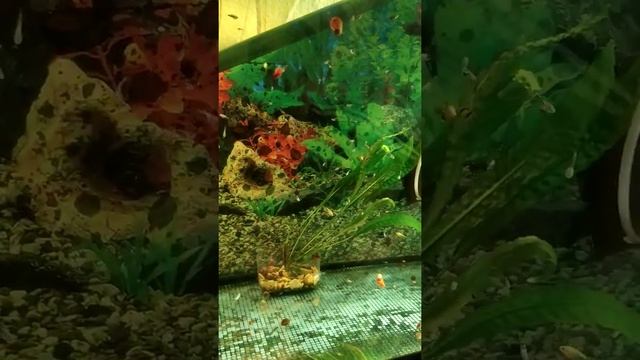 больная тернеция,что это с ней? смотреть онлайн