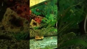 больная тернеция,что это с ней?