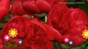 Пион молочноцветковый Диана Паркс. Краткий обзор, описание paeonia lactiflora Diana Parks