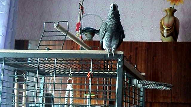 говорящий ЛАРИК жако