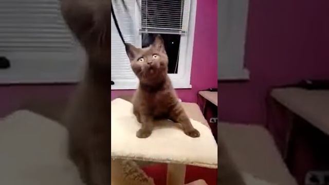 Британский шоколадный котенок мальчик Томас смотреть онлайн