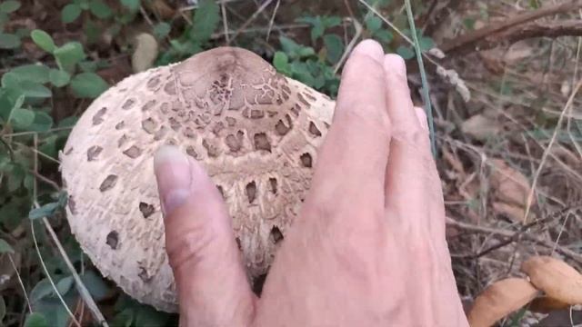Seta Macrolepiota Procera