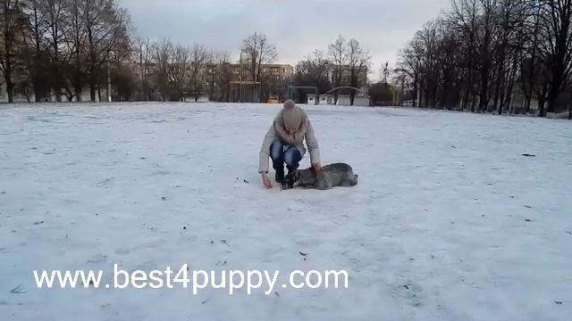 Самый шкодный шнауцер смотреть онлайн