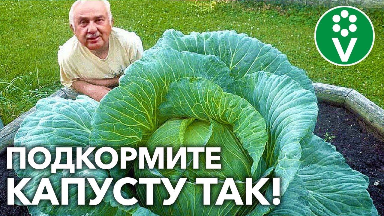 КАПУСТА ЗАВЯЖЕТ ВСЕ КОЧАНЫ И ОШЕЛОМИТ РАЗМЕРОМ! Что нужно капусте в августе: подкормка и полив смотреть онлайн