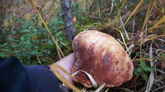 Как грибник за боровиками НА ВЕРХОВОЕ БОЛОТО ходил! Одна из лучших грибалок сезона! Грибы 2021 смотреть онлайн