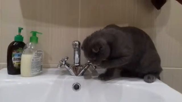 Мой кот решил помыть голову смотреть онлайн