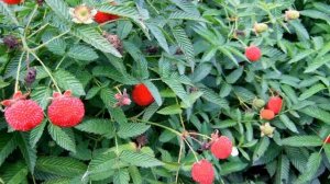 Тибетская малина — яркое сочетание малины и клубники