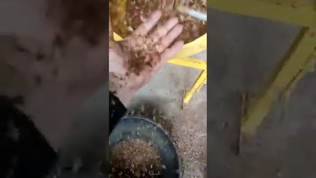 обескрыливание семян