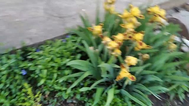 Обработка сада и винограда/ Дача/ смотреть онлайн