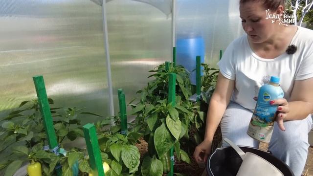 Какую подкормку любят перцы в июле. Чем подкормить тепличный перец для достойного урожая смотреть онлайн