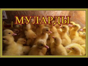 Утки Мулард