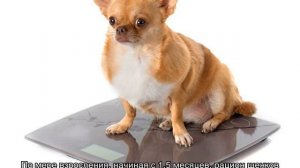 Чем кормить чихуахуа в домашних условиях