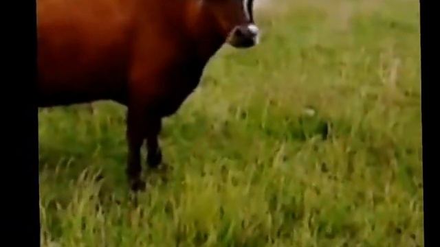 ТЕЛКА ТАЩИТСЯ ОТ ПЕСЕН СТАСА МИХАЙЛОВА)))) СУПЕРВИДЕО!!!! СМОТРЕТЬ СРОЧНОООО!!!!!! смотреть онлайн