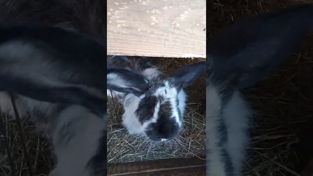 Огромный и пушистый кролик ? смотреть онлайн