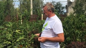 Инжир.  Сорт - карликовый.  Пробуем плоды.