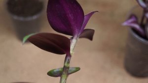 Традесканция zebrina evanesce в чем отличие ?