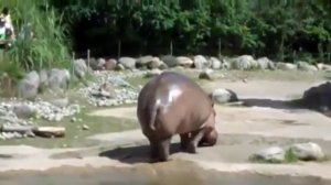 Бегемот обгадил всех, кого смог ))))