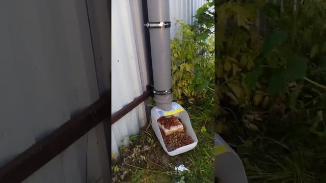 Если некому кормить дворовую собаку... смотреть онлайн