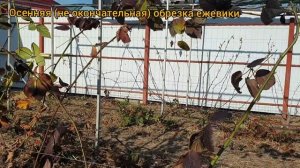 Ежевика для новичков. Часть 3. Обрезка ежевики.