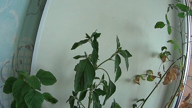 Что выросло из семян Бонсай мини банан / Banana Bonsai / Покупки на Алиэкспресс / AliExpress смотреть онлайн