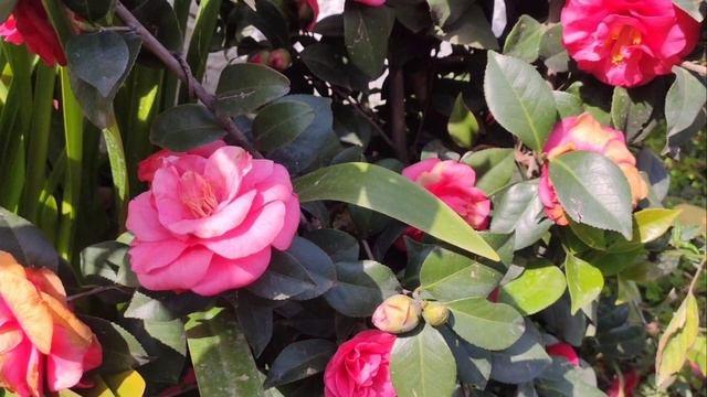 Beautiful Red Color Camelia, Red Camelia and White Camelia Tree Blooming heavy, White color Camelia смотреть онлайн