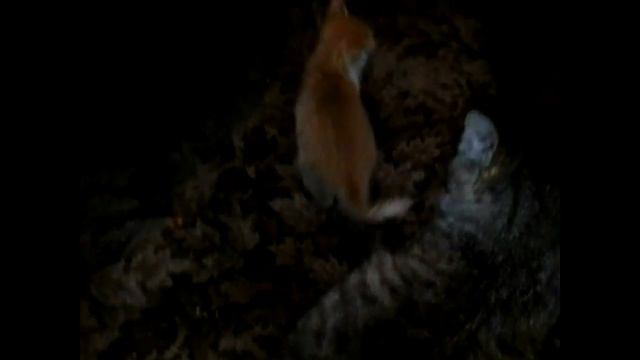 #ТойЧика & Мангл#Котята два брата акробата смотреть онлайн