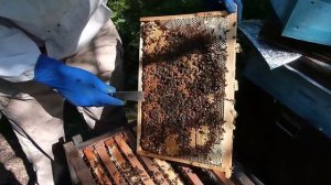 100% приём пчеломаток при подсадке, секрет замены пчеломаток