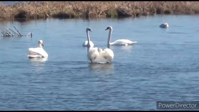 Лебединое озеро, озеро около деревни Карагайка, Челябинская область смотреть онлайн