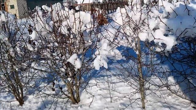 Изгородь из боярышника.Зима. смотреть онлайн