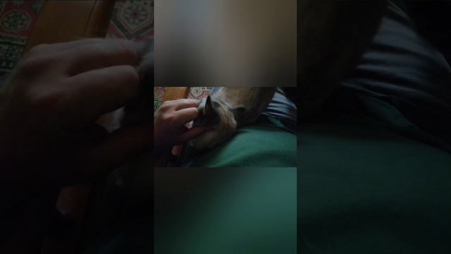 Кототерапия life смотреть онлайн