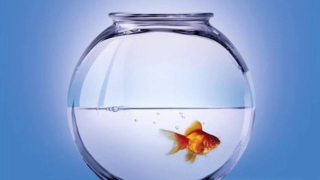 Инна Глазкова. Новые детские стихи. "Рыбка" смотреть онлайн