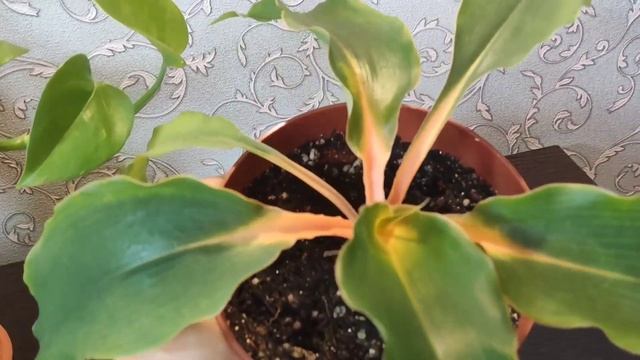 Мои комнатные растения. Восхищение, недопонимание и вопросы к цветам и зрителям! смотреть онлайн