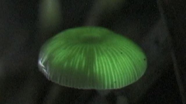 bioluminescant mushroom - Биолюминесцентный гриб смотреть онлайн