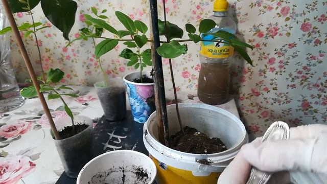 Пересадка первой Кобеи (фиолетовая), ей 52 см с поверхности земли. смотреть онлайн