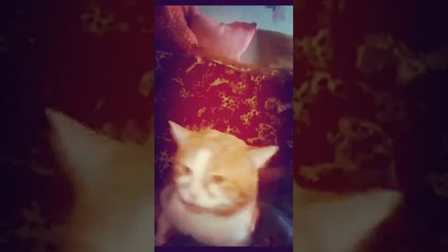 Кот поет боби-боба смотреть онлайн