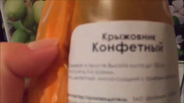 И ВСЕ-ТАКИ МЫ ЗА НЕЙ ПОЕХАЛИ - ВЕЙГЕЛА БРИСТОЛ РУБИ! смотреть онлайн