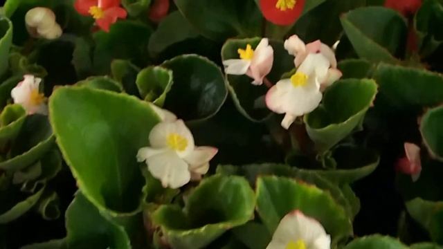 Begonia Semperflorens Mix