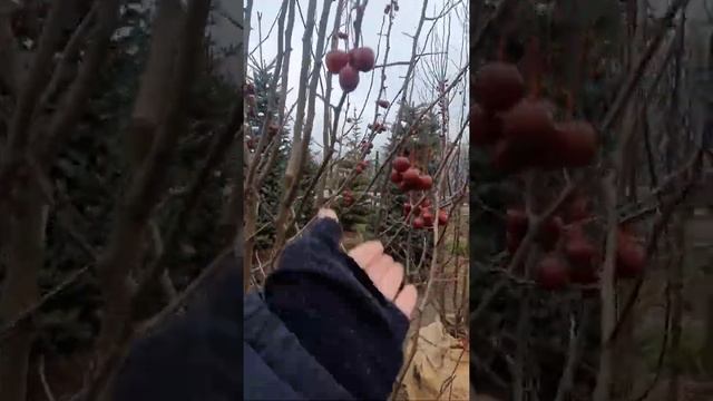 ЯБЛОНЯ ДЕКОРАТИВНАЯ форма куст #яблоня #декоративнаяяблоня # райскиеяблочки смотреть онлайн