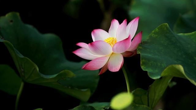 Саблиминал Скрытая Аффирмация Цветущее здоровье смотреть онлайн