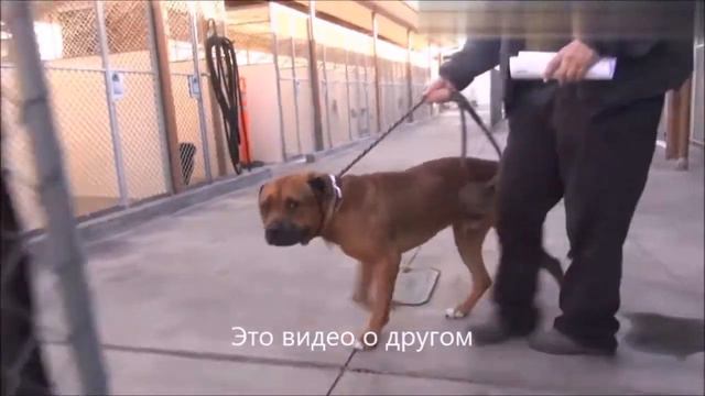 Это видео про "собаку из приюта" набрало один миллион триста тысяч просмотров в моем TikTok. смотреть онлайн