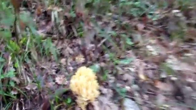 Alla ricerca della Ramaria aurea смотреть онлайн