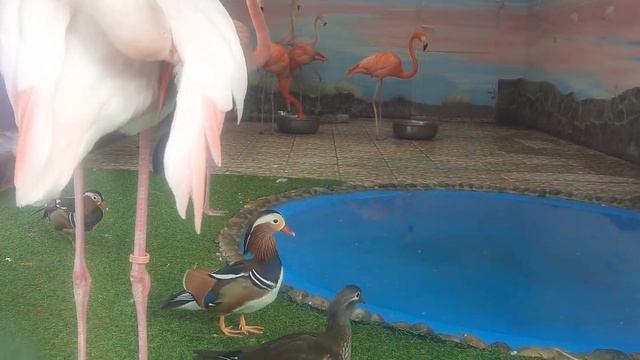 Зоопарк города Ижевск 2023 смотреть онлайн