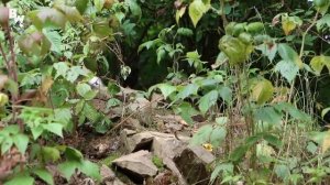 ДРУЖЕЛЮБНЫЙ ЛИСЁНОК / Койот Питерсон на русском