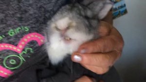 КАК ПОДРЕЗАТЬ ЗУБЫ КРОЛИКУ