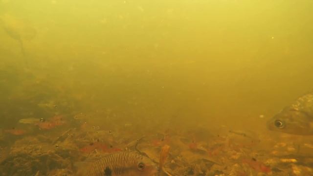Pantanal Temporary Lake Habitat