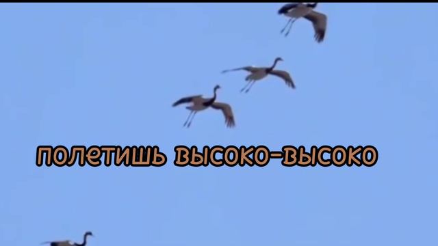 Посмотри на стаи журавлей. фонограмма/минус. группа Авен-Езер. #караоке смотреть онлайн